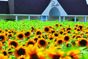 Pindar's sunflower garden, Photo: Courtesy Pindar Vineyard