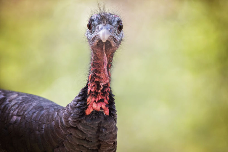 Angry wild turkey