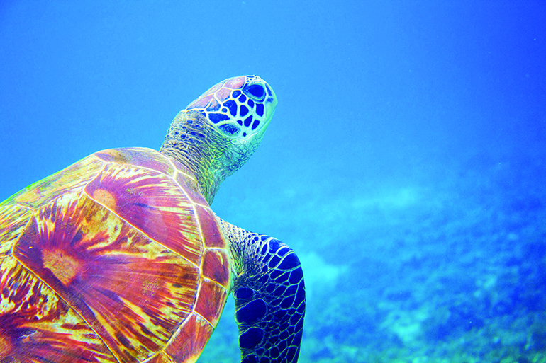Sea turtle closeup in blue water. Coral reef animal underwater photo. Marine tortoise undersea. Green turtle in natural environment. Green turtle underwater. Tropical seashore. Oceanic animal portrait