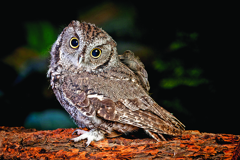 An indoor studio image of a captive screech owl named Ilene.