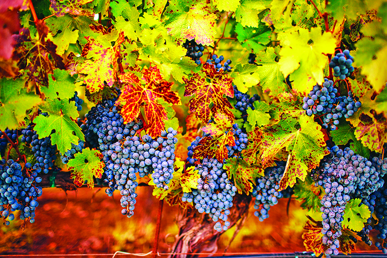 ripe cabernet grapes ready for harvest