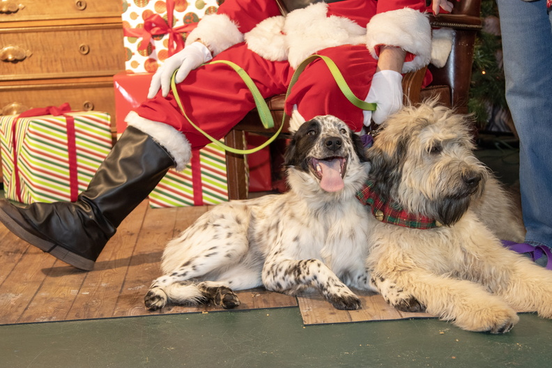 Photos of the 2018 Southampton Animal Shelter Winter Fair