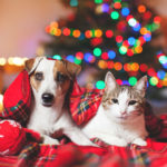 Cat and dog under a christmas tree. Pets under plaid
