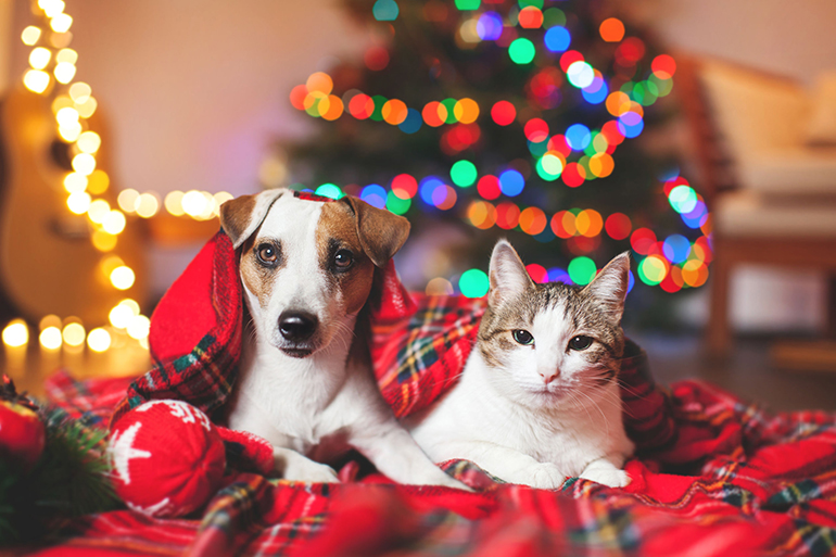 Cat and dog under a christmas tree. Pets under plaid