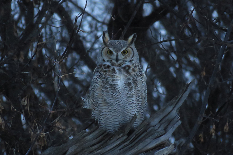 Great Horned Owl, Image: Courtesy SoFo