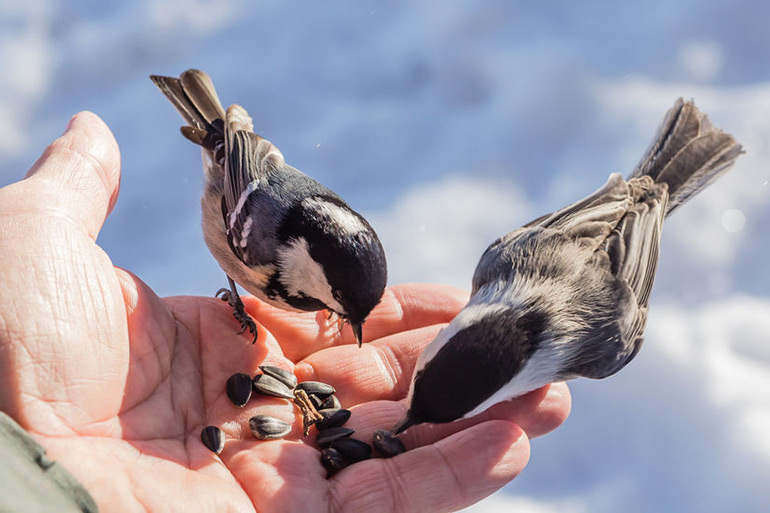 Hand feeding sunflower seeds to a pair of chickadees