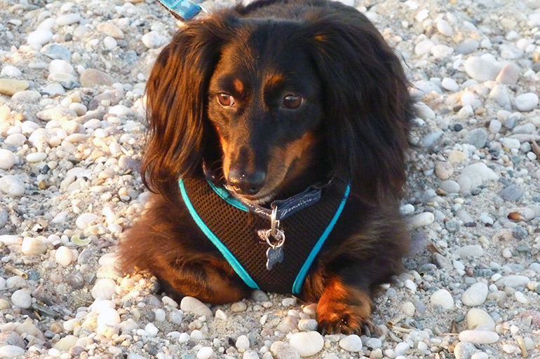 Park the dachshund at the beach