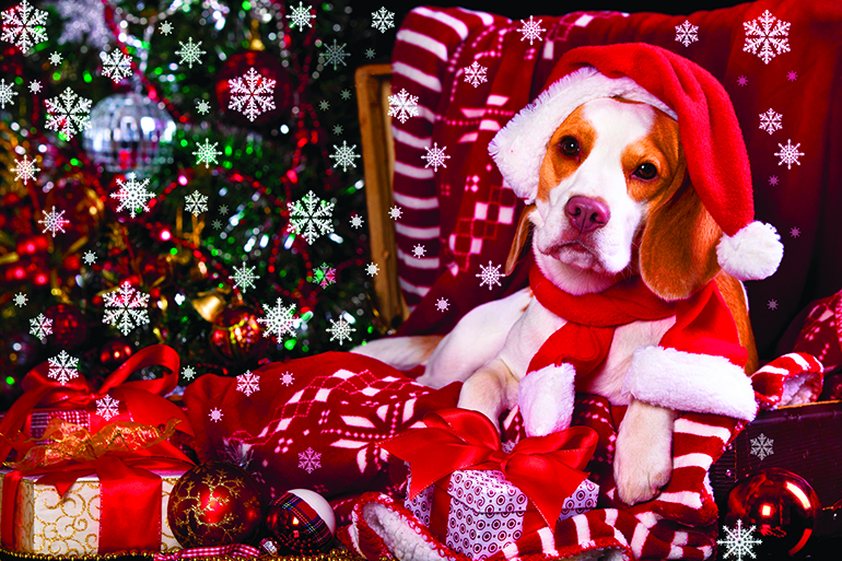 dog in a Santa Claus hat and present