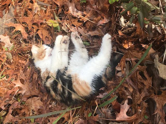 Suffolk County SPCA evidence photo of dead calico kitten killed in Patchogue