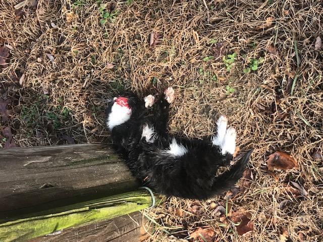 Suffolk County SPCA evidence photo of dead black & white kitten killed in Patchogue