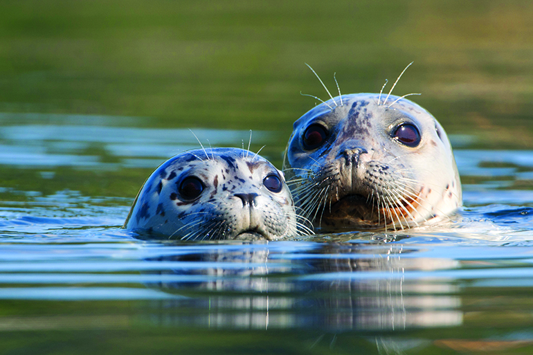 Seals found on the East End, Photo: Courtesy SoFo