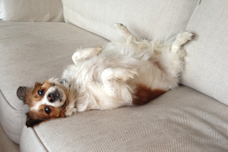 Dan's dog Bella on the couch