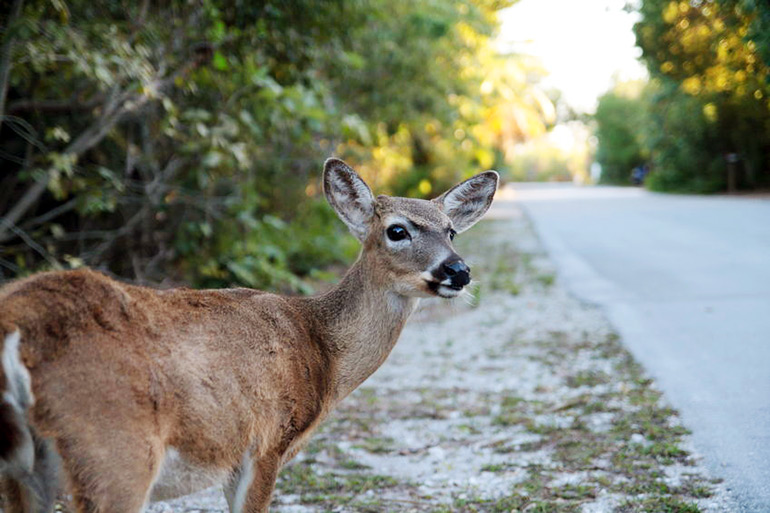Deer on side of road