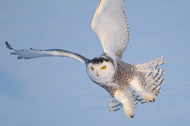 Snowy Owl, Photo: James Cumming/123RF