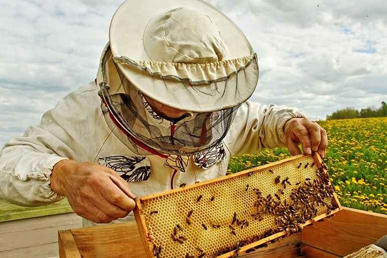 13793758 - working apiarist in a spring season