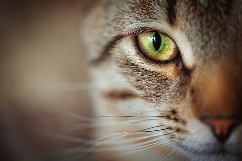 Closeup of tabby cat face. Fauna background