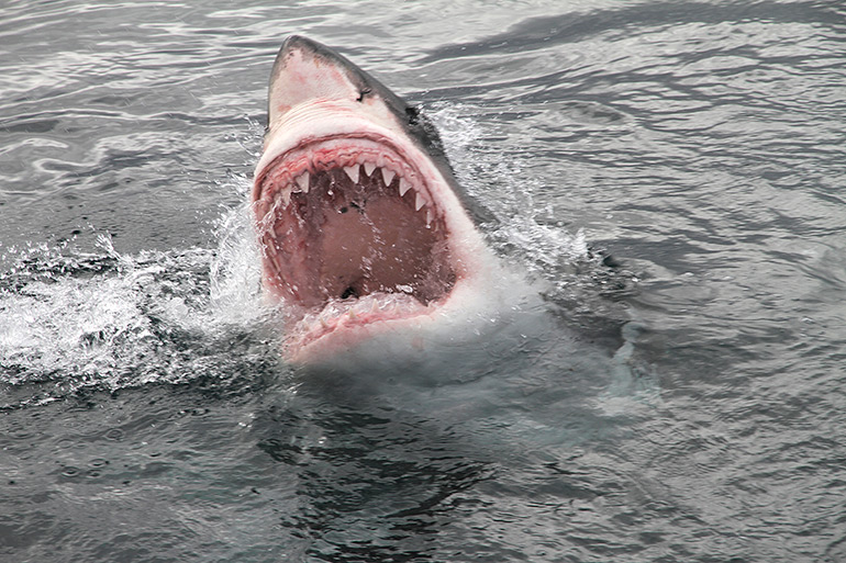Great white shark breaching water surface