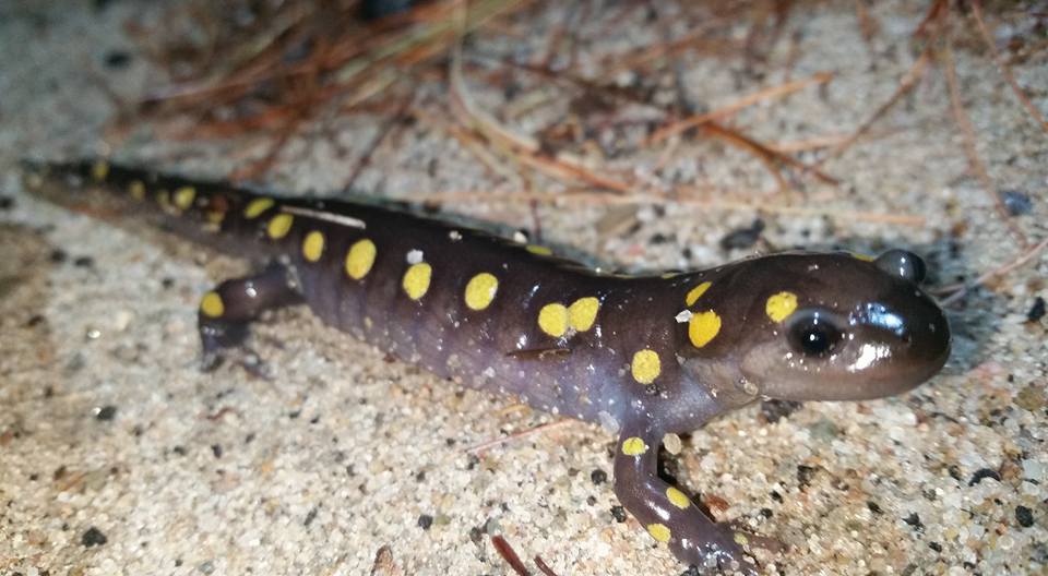 Spot spotted salamander with SoFo this Saturday.