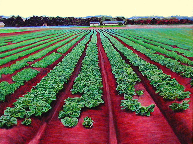 Cabbage Field by Jane Kirkwood