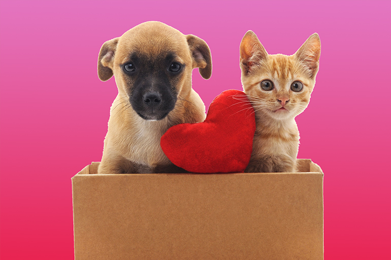 Kitty and puppy in the box isolated on a white background.