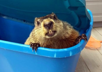 Evelyn Alexander Wildlife Rescue Center groundhog