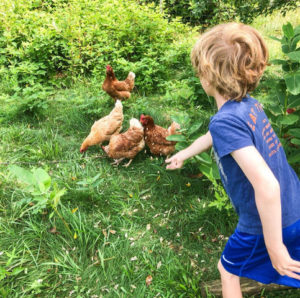 A shine camper feeding Channing Daughters Winery chickens