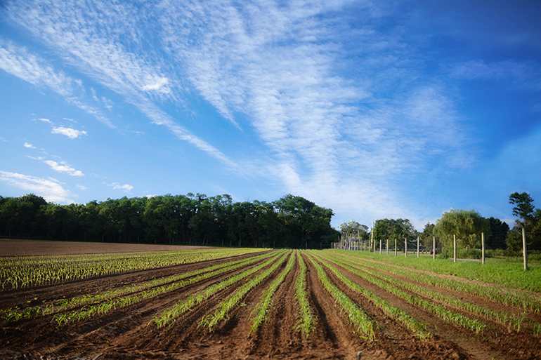 Sang Lee Farms, Photo: Courtesy Sang Lee Farms