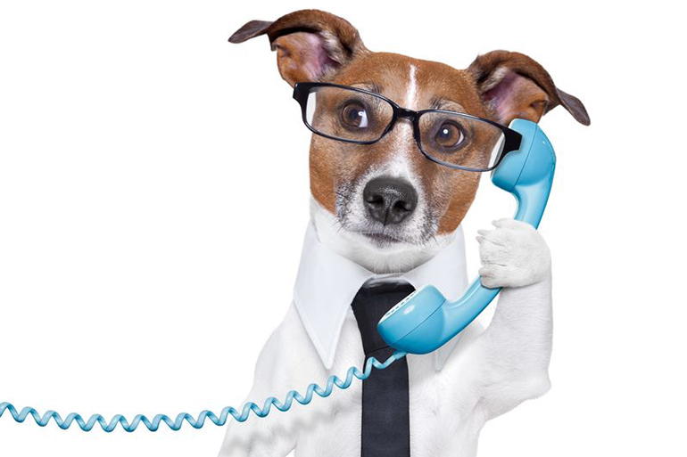 Dog on telephone