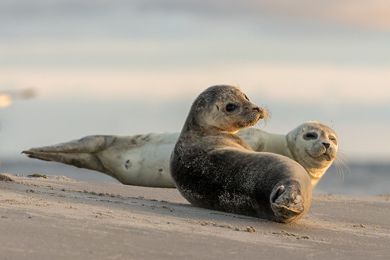 Two harbour seals Phoca vitulina resting on the beach. Early morning at Grenen, Denmark