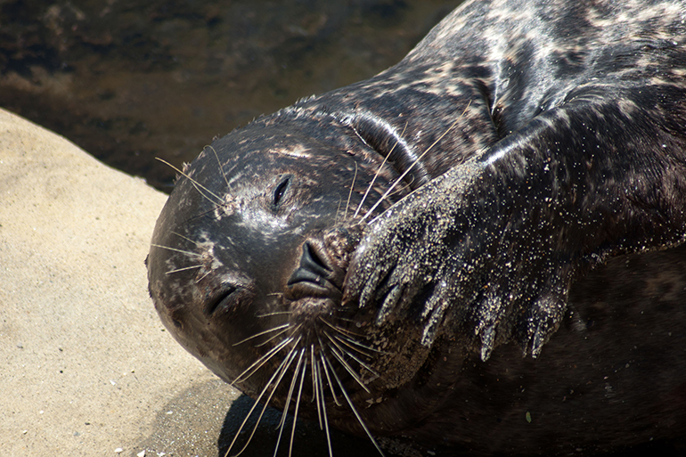 Harbor Seals (Phoca vitulina richardsi), in La Jolla Cove, La Jolla, California, USA