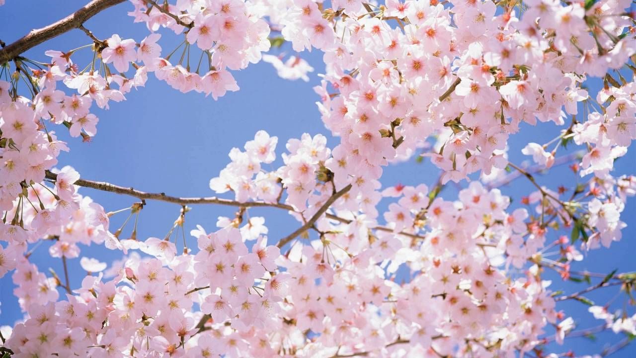 Cherry Blossoms - Join the Greenport Cherry Blossom Festival on the North Fork