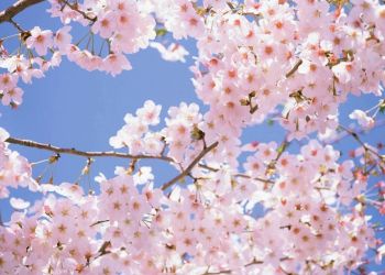 Cherry Blossoms - Join the Greenport Cherry Blossom Festival on the North Fork