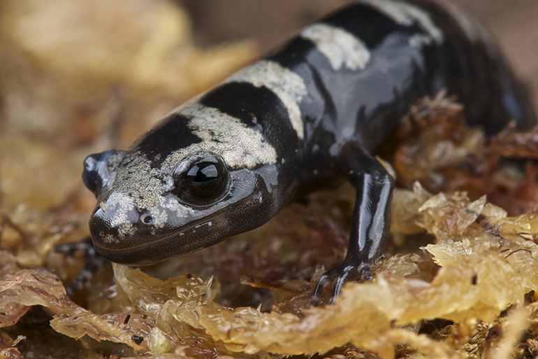 Ambystoma opacum, Marbled salamander, USA