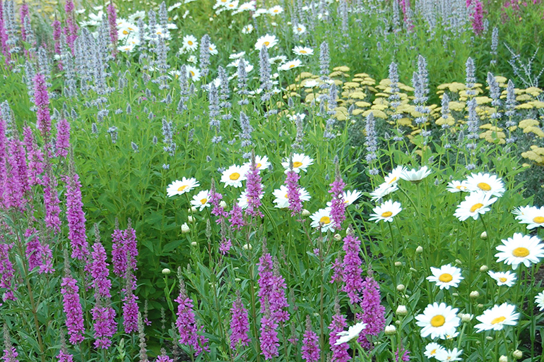 Flower garden with daisies, purple flowers and green grasses