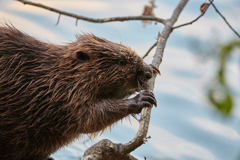 Beaver mating