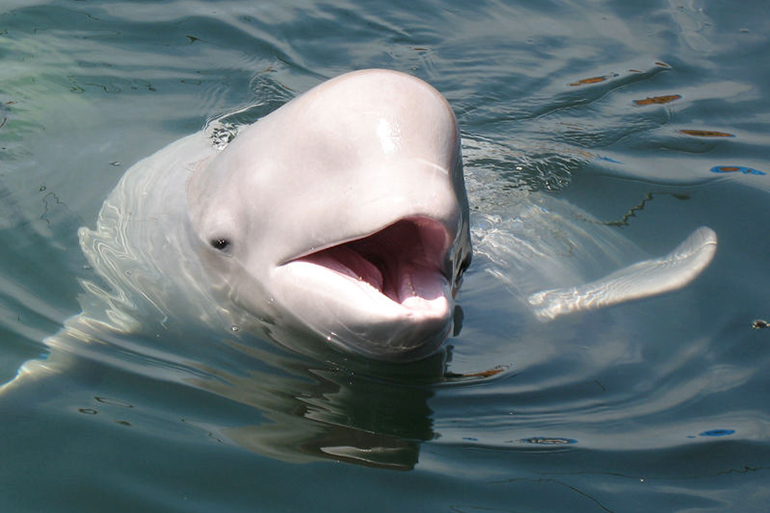 Beluga whale, like the one found with harness off Norway