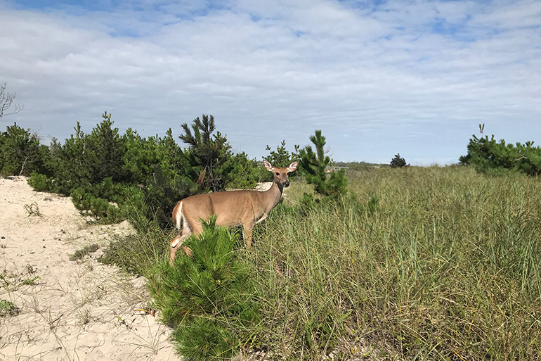 Cupsogue Beach County Park, Photo: Oliver Peterson