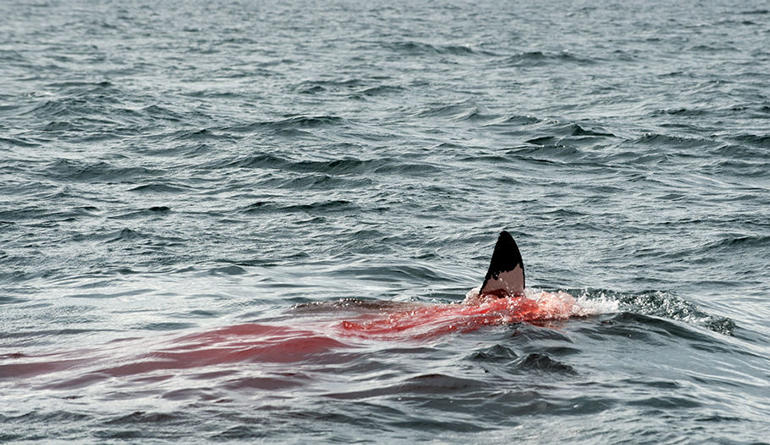 Great white shark fin blood in water