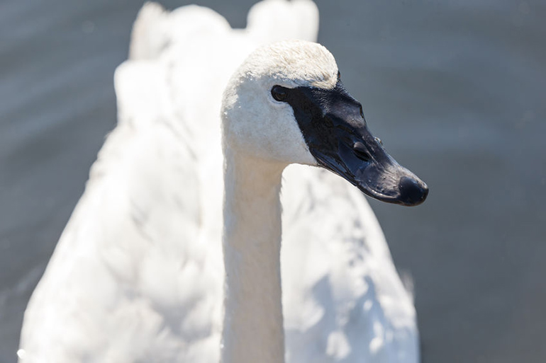 Trumpeter swan