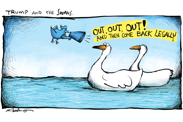 Trumpeter swans cartoon by Mickey Paraskevas
