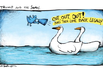 Trumpeter swans cartoon by Mickey Paraskevas