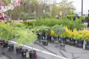 Shrubs available for purchase at the festival