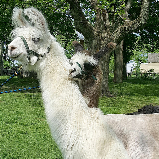 Fleece & Fiber Fair 2018, Photo: David Taylor