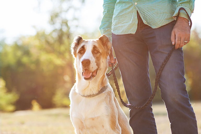Man and central Asian shepherd walk in the park. He keeps the dog on the leash.