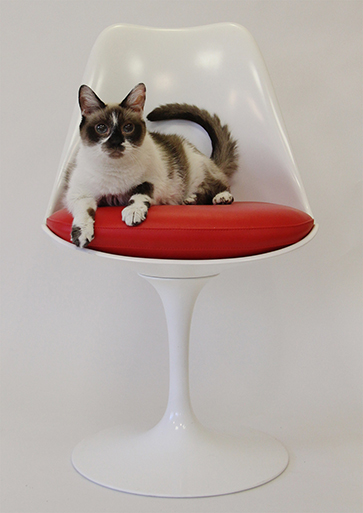 ARF Designer Show House, Photo: Durell Godfrey