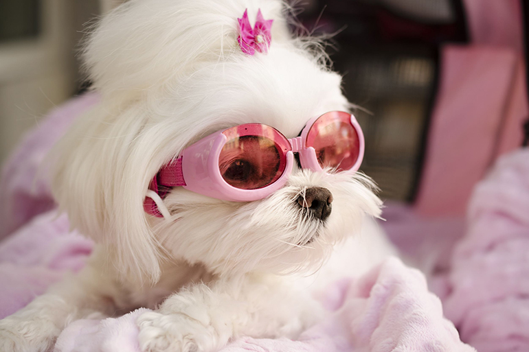 cute maltese dog wearing pink goggles