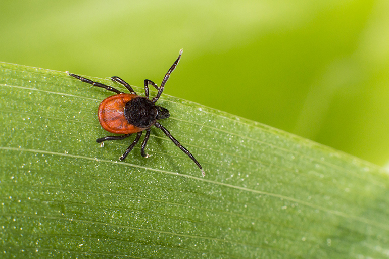 castor bean tick, ixodes ricinus