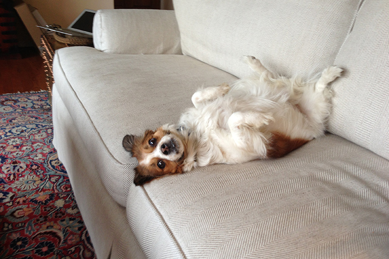 Dan Rattiner's dog Bella belly-up on the couch