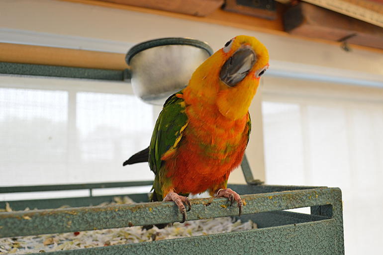 Herrick Hardware's Bungee the Conure, Photo: David Taylor