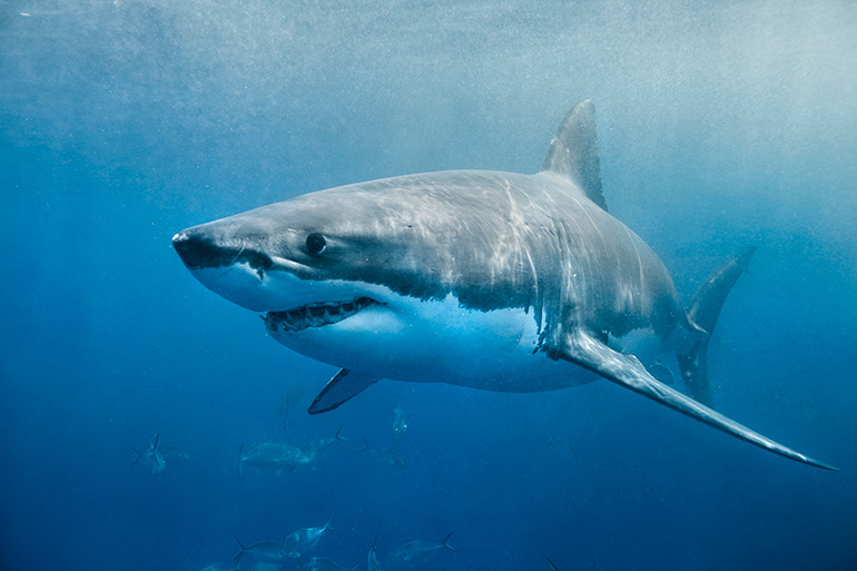 Great white shark in water
